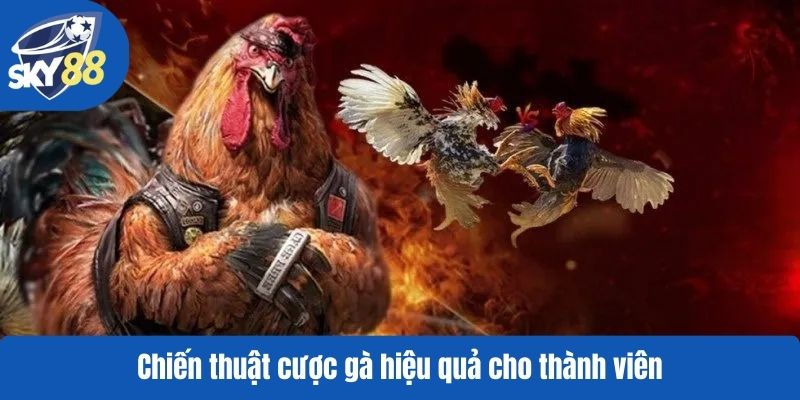Chiến thuật cược gà hiệu quả cho thành viên