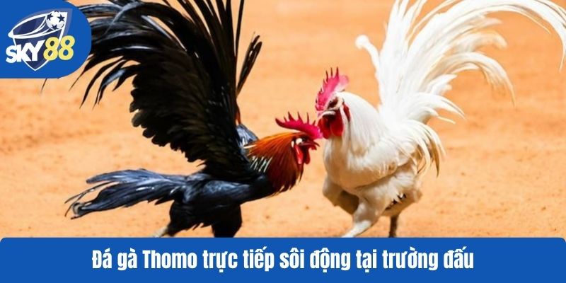 Đá gà Thomo trực tiếp sôi động tại trường đấu
