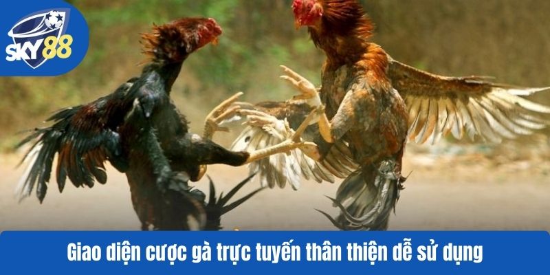 Giao diện cược gà trực tuyến thân thiện dễ sử dụng