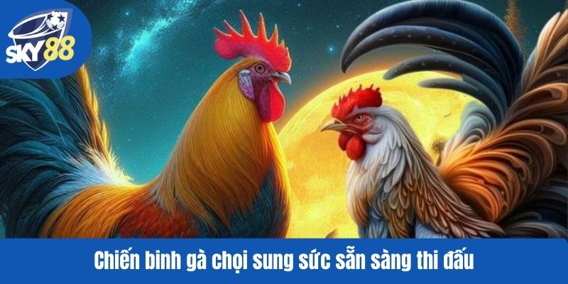 Chiến binh gà chọi sung sức sẵn sàng thi đấu